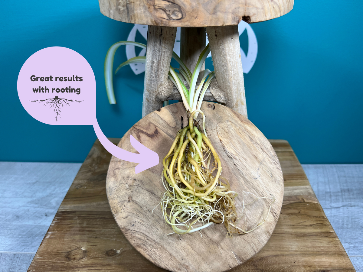 Plant Propagation Gift Set #1