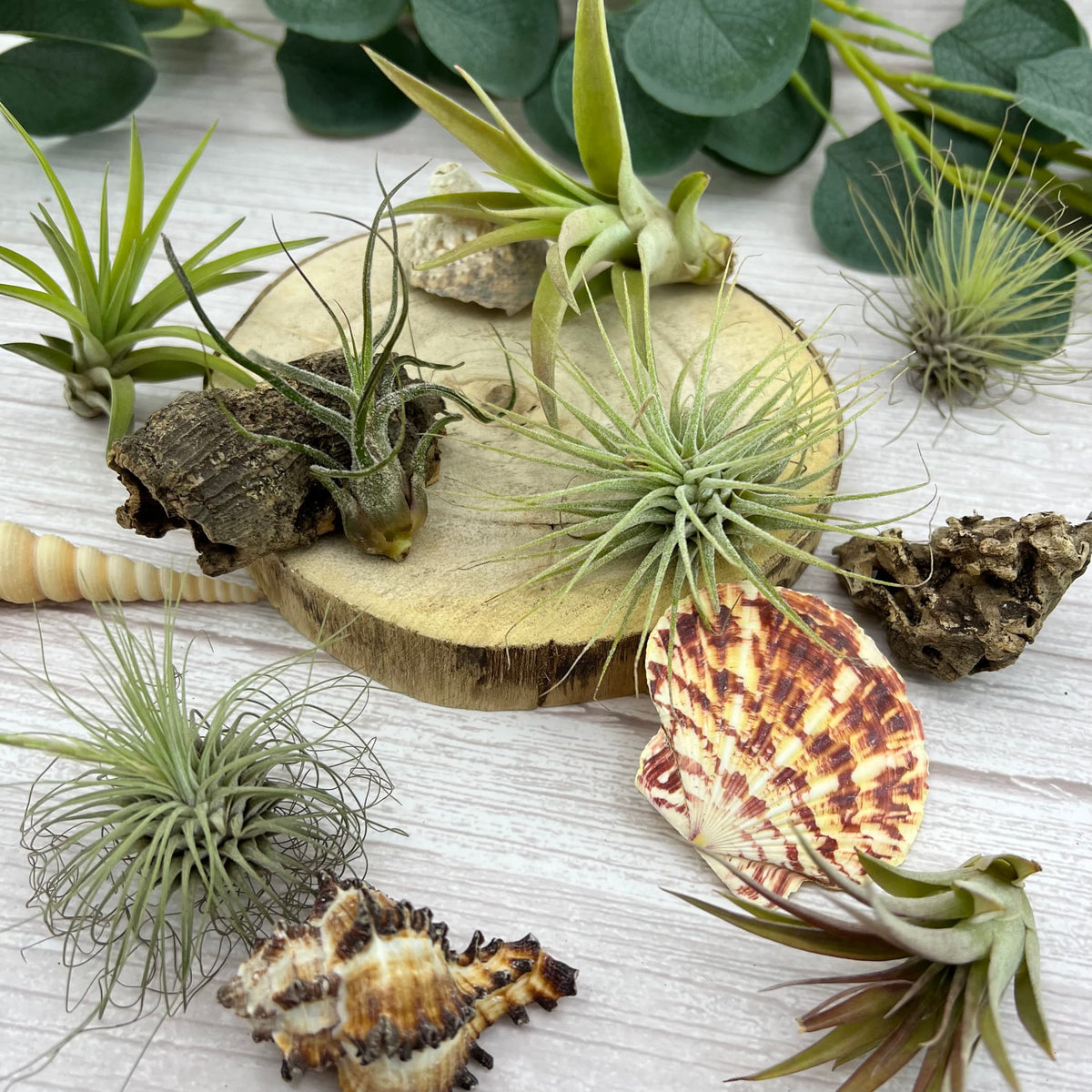 Mystic Wood Air Plant Terrarium