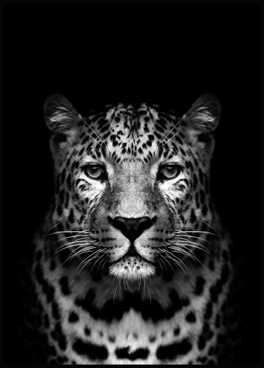 Leopard Black Poster