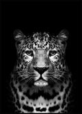 Leopard Black Poster