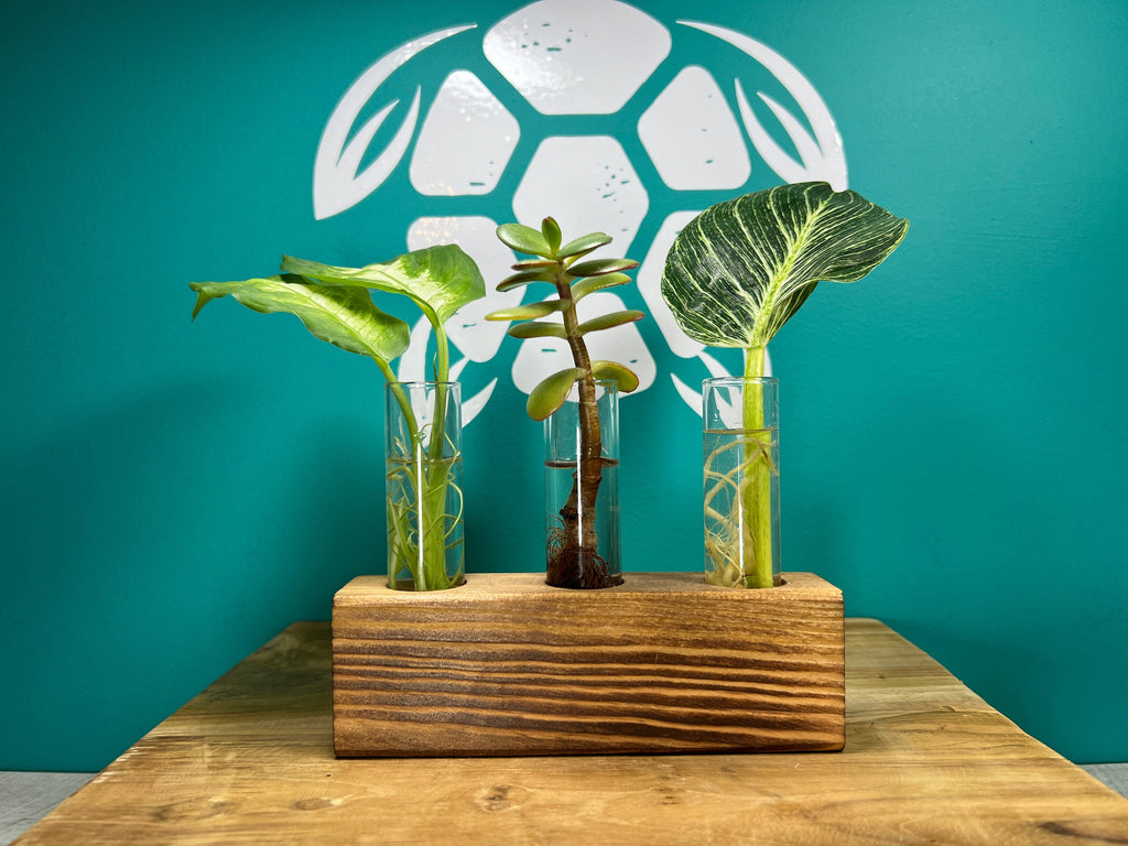Plant Propagation Gift Set #6
