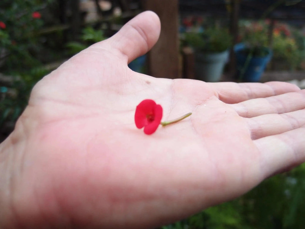 Poppy Cross Pendant Necklace