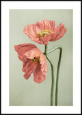 Poppy Couple Poster