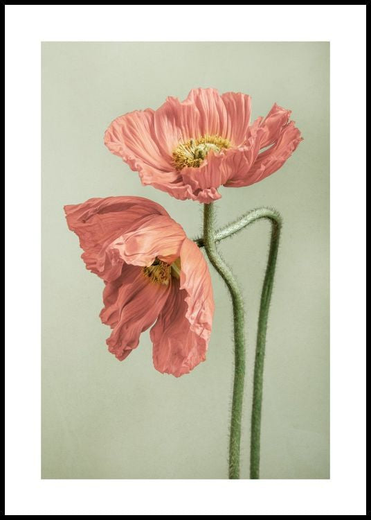 Poppy Couple Poster