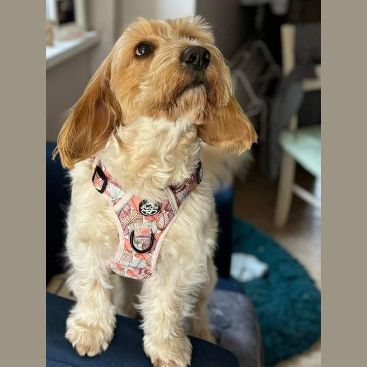 Rugged Rover™ Harness - Autumn Breeze